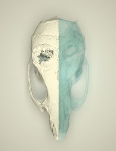 skull defect